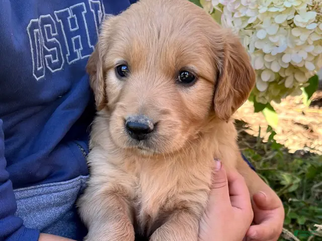 Golden Retriever dogs for sale: Golden Retriever Josie - Ad 1