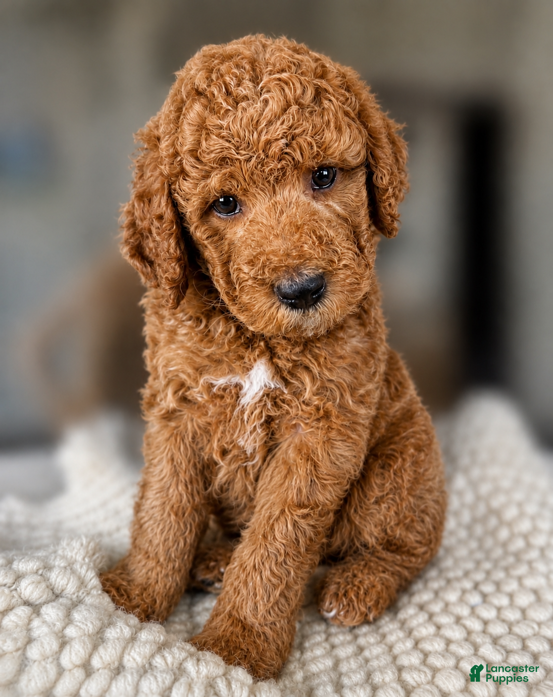 Mini Goldendoodle dogs Mini Goldendoodle “Cove” - Ad 11