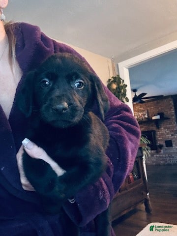 Labrador Retriever dogs Miles - Ad 1