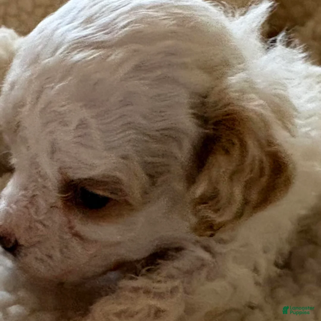 Standard Poodle dogs for sale: Tessi - Ad 7