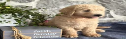 Goldendoodle dogs for sale: Nolan - Ad 4