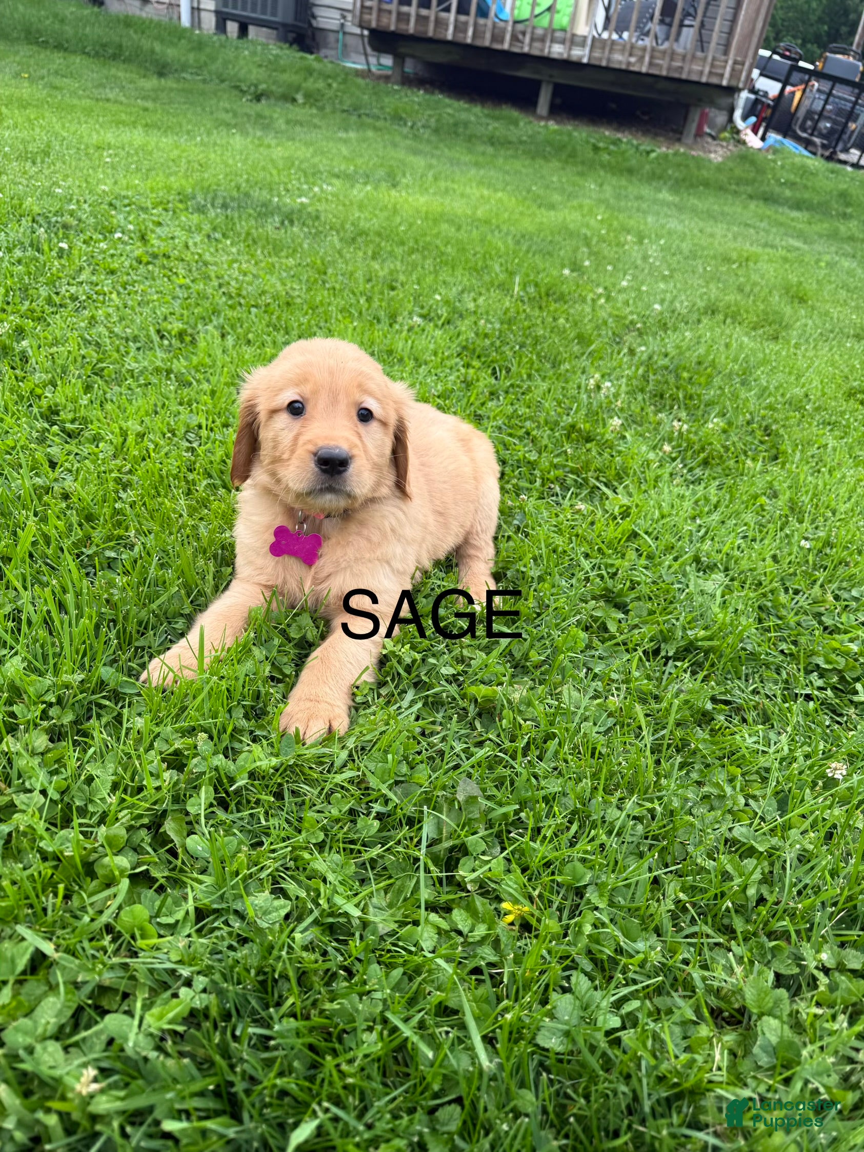 Golden Retriever dogs Sage  - Ad 1