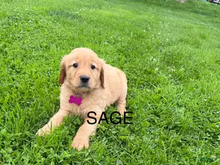 Golden Retriever dogs for sale: Sage - Ad 1