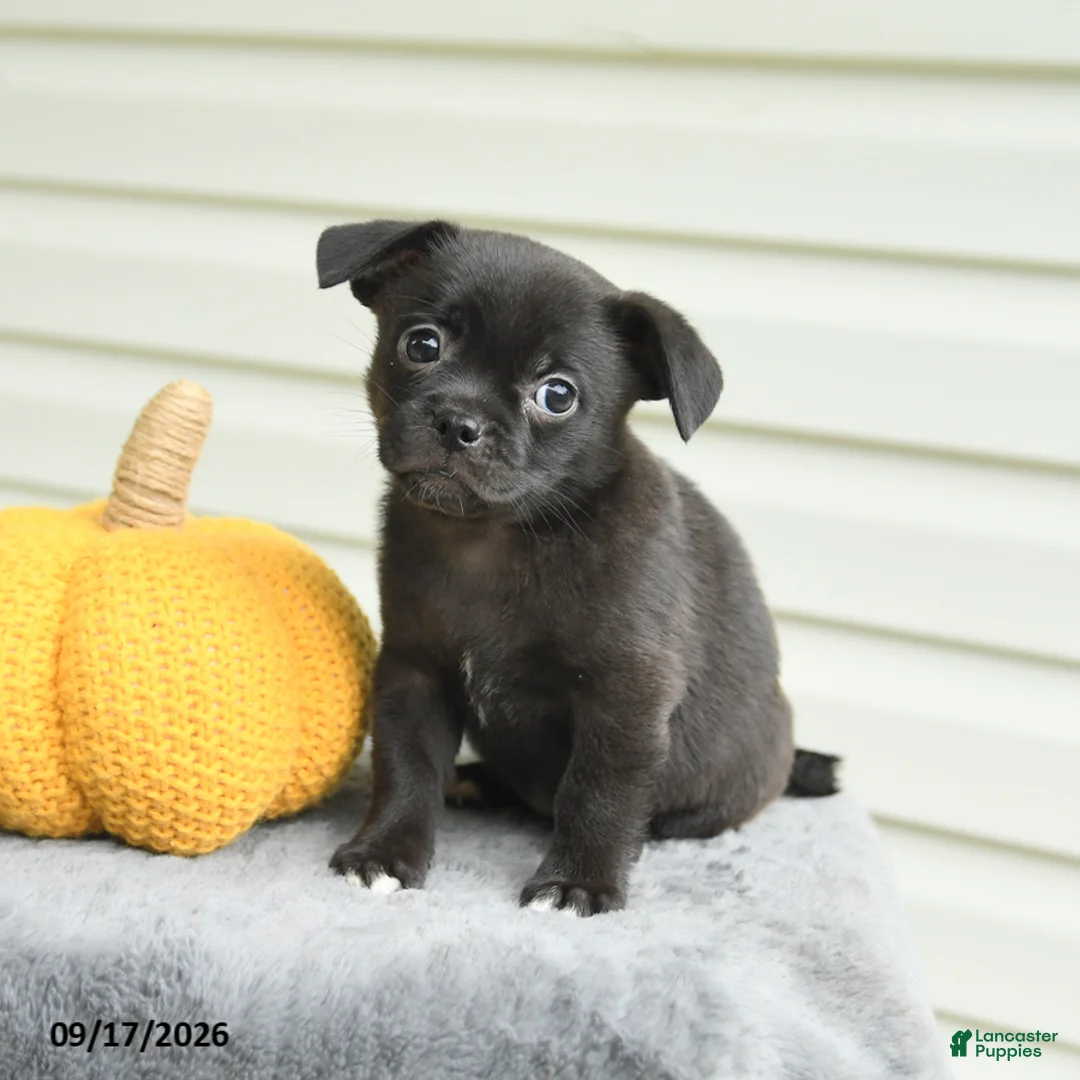 Mixed Breed dogs for sale: Scarlet - Ad 2