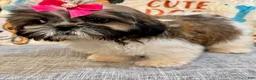 Shih Tzu dogs for sale: Lydia - Ad 3
