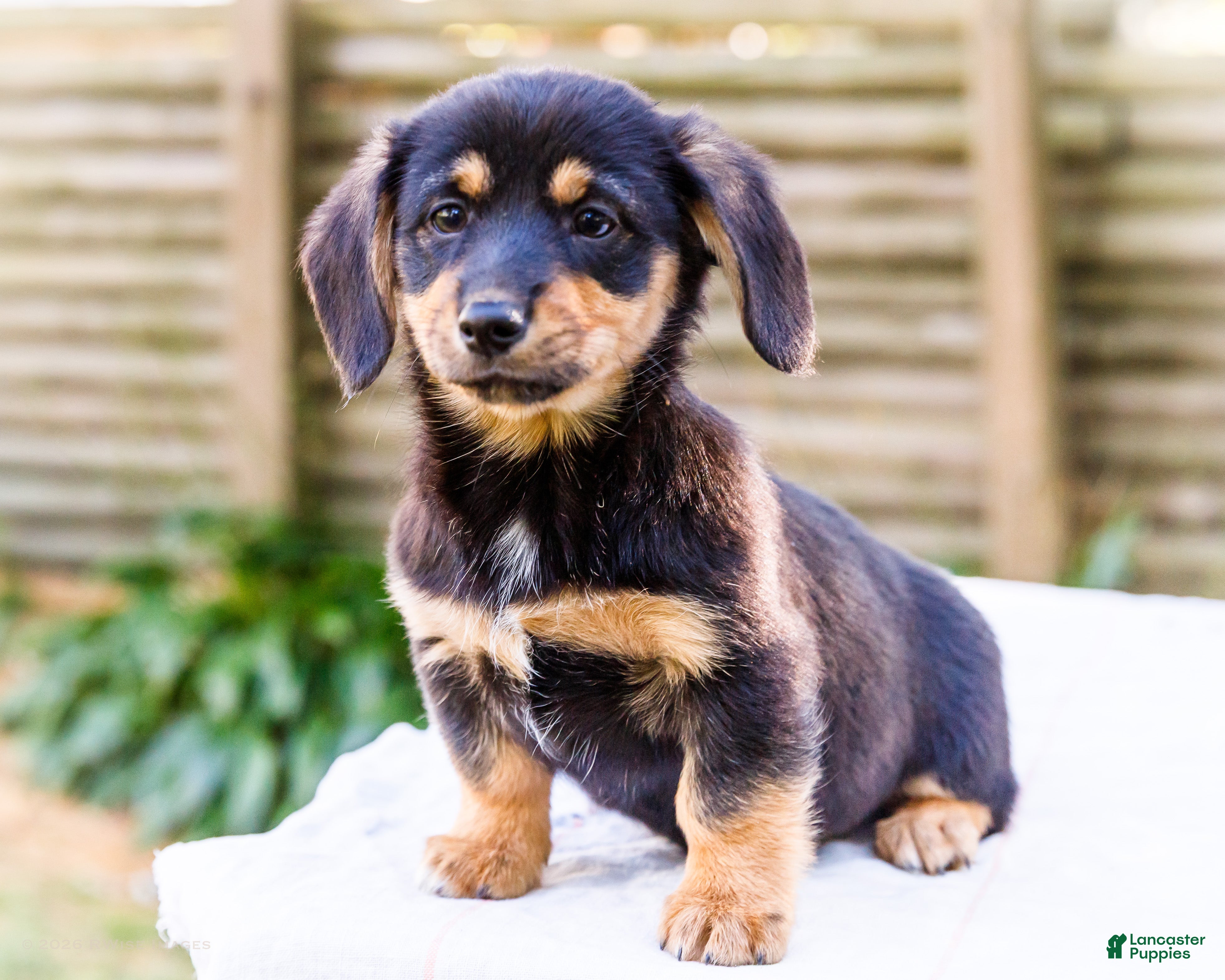 Mixed Breed dogs for sale: Coco Dorgi - Ad 2