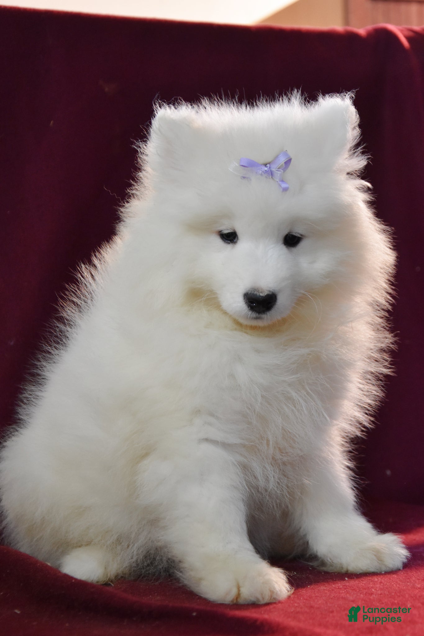 Samoyed dogs Darlin' - Ad 2