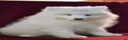 Samoyed dogs for sale: Darlin' - Ad 2