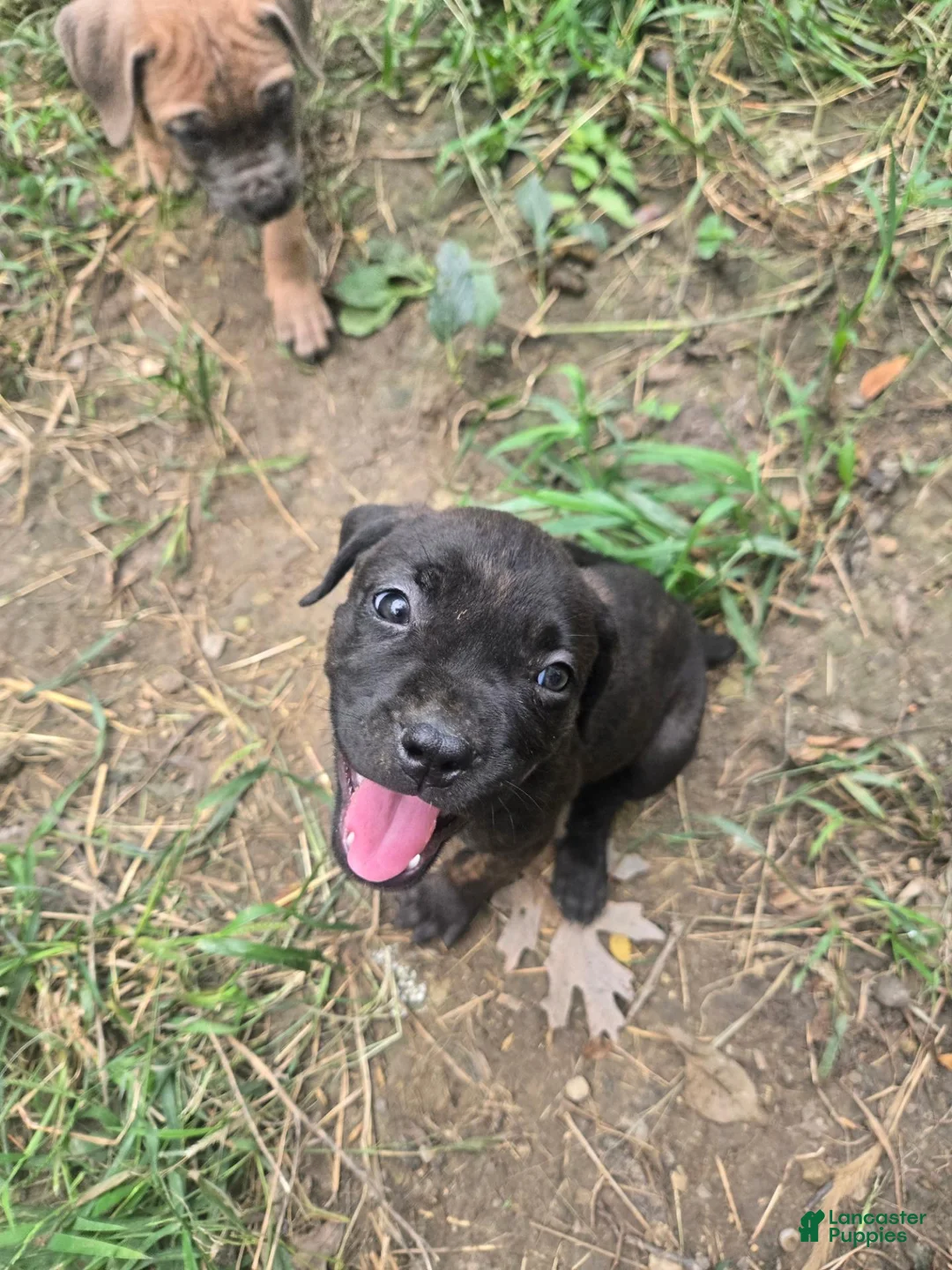 Cane Corso dogs for sale: Cane Corso 11 - Ad 2