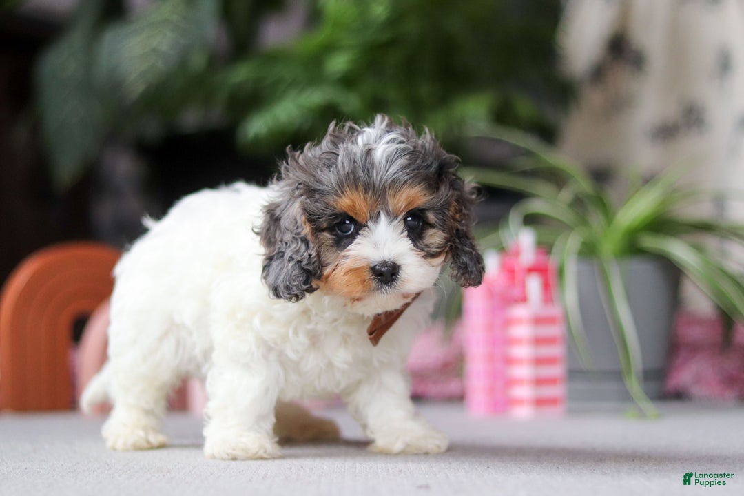 Cavapoo dogs for sale: Ranger - Ad 5