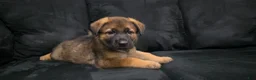 German Shepherd dogs for sale: Princess  - Ad 2