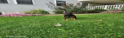 Doberman Pinscher dogs for sale: Knox - Ad 6