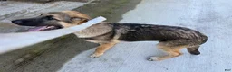 German Shepherd dogs for sale: Desert - Ad 7