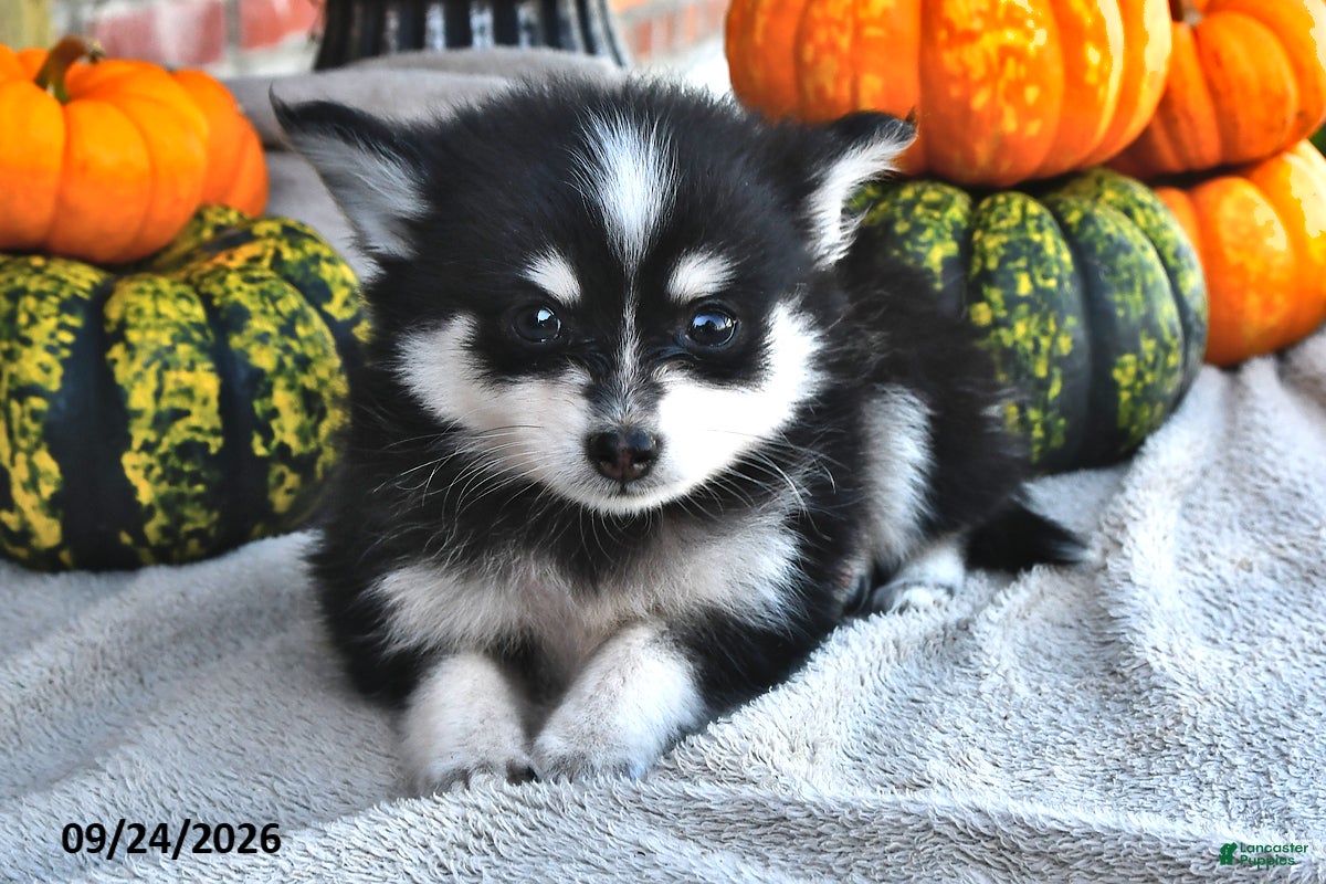 Pomsky dogs Teddy - Ad 2