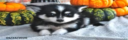 Pomsky dogs for sale: Teddy - Ad 2