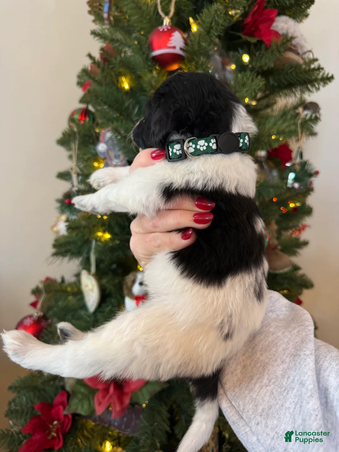 Mini Bernedoodle dogs for sale: Frank - Ad 11