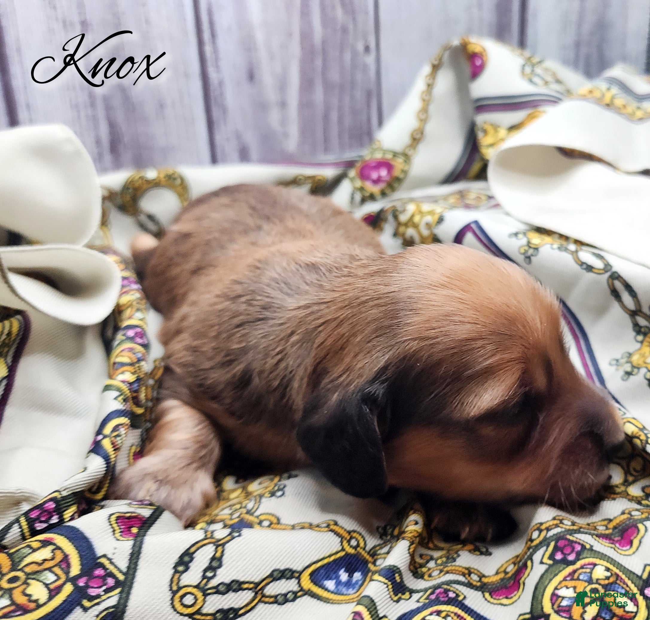 Miniature Dachshund dogs Knox - Ad 29