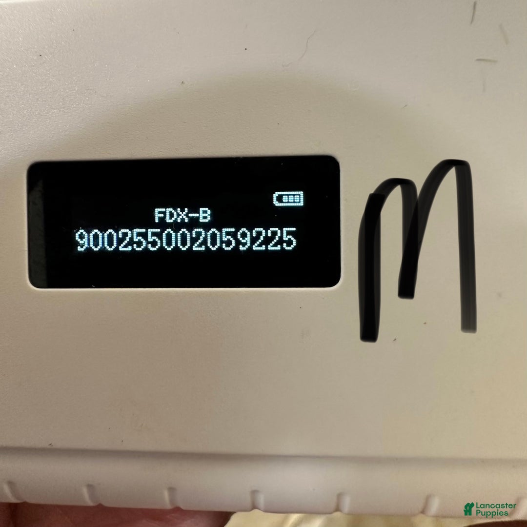 Shih Tzu dogs for sale: Hudson - Ad 8