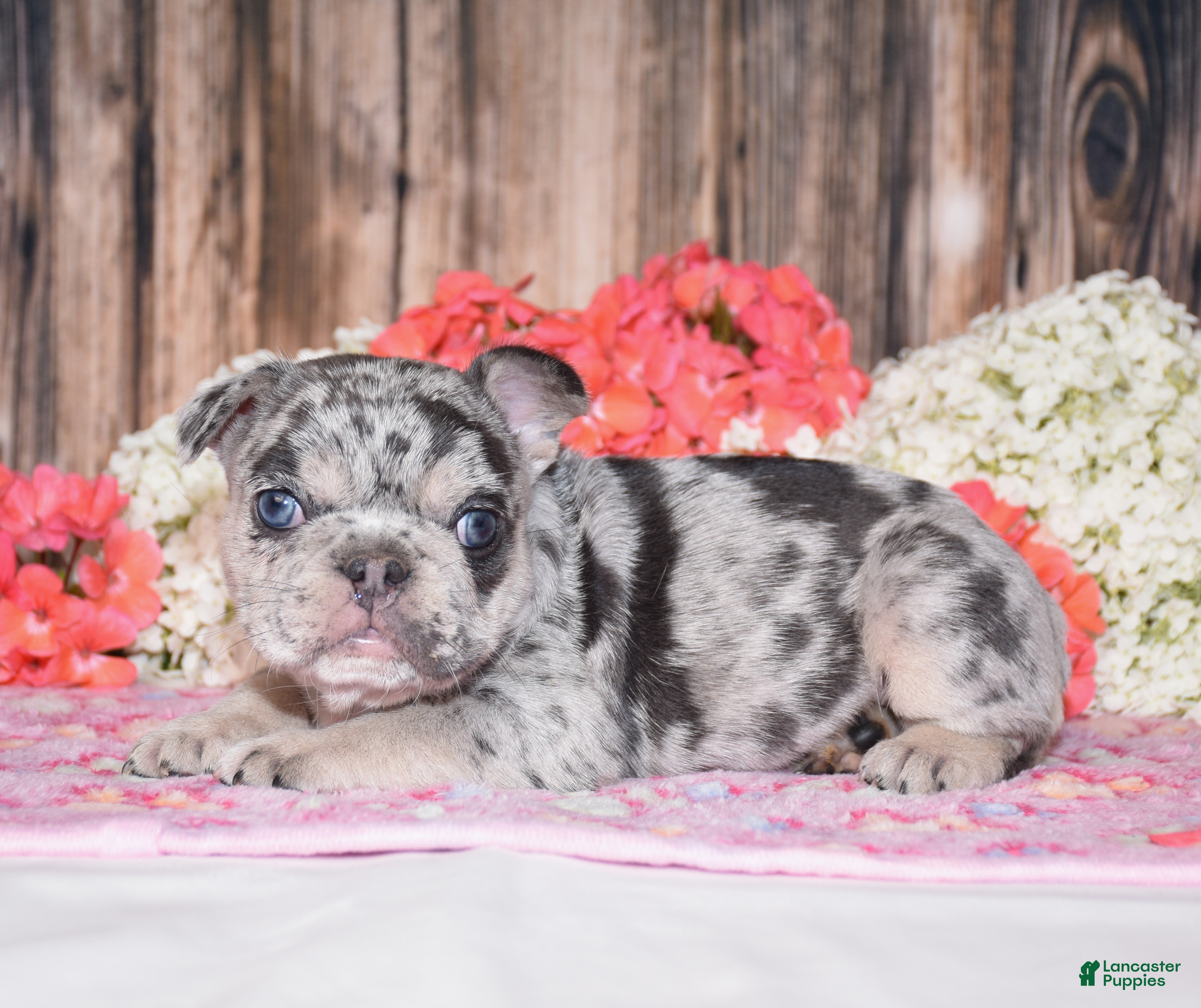 French Bulldog dogs Tinsley - Ad 1