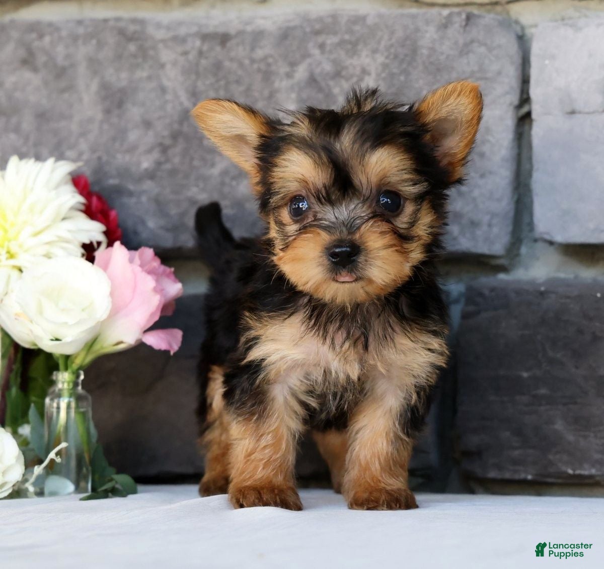 Morkie dogs Olive - Ad 1