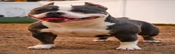 American Bully dogs for sale: White Male - Tatanka - Ad 5