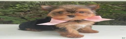 Biewer Terrier dogs for sale: Inka - Ad 10