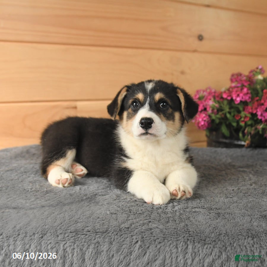 Welsh Corgi Pembroke dogs Jasper - Ad 1