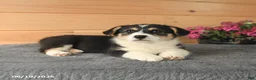 Welsh Corgi Pembroke dogs for sale: Jasper - Ad 6