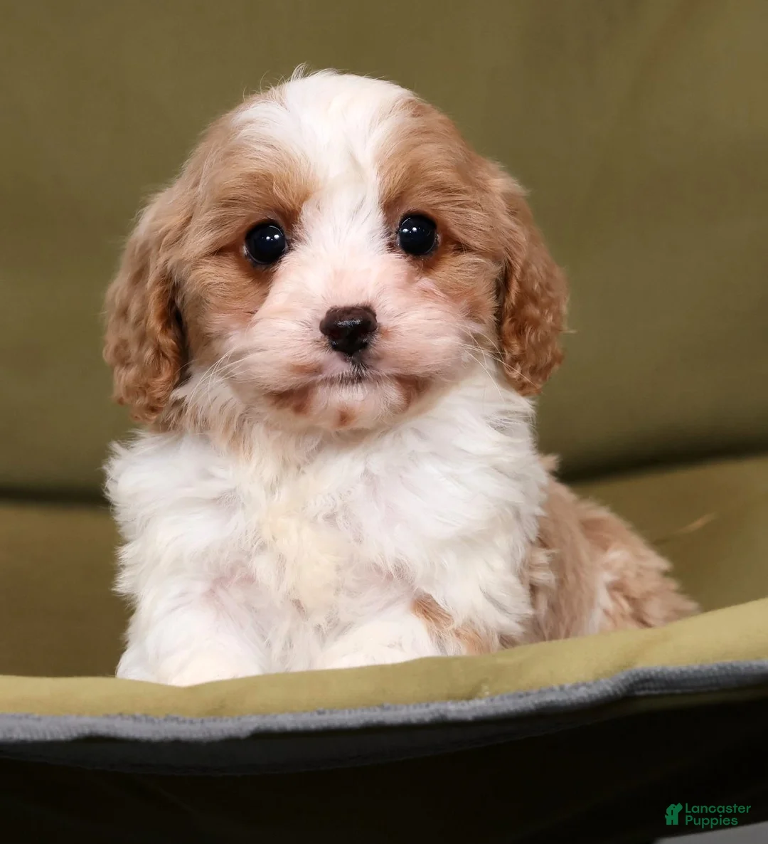 Cavapoo dogs for sale: Larry - Ad 1