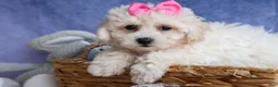 Bichpoo dogs for sale: NANCY - Ad 5
