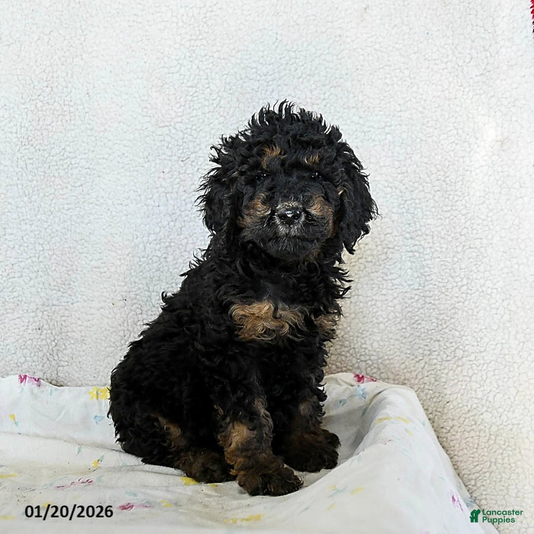 Standard Poodle dogs for sale: Meadow - Ad 1