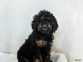 Standard Poodle dogs Meadow - Ad 16