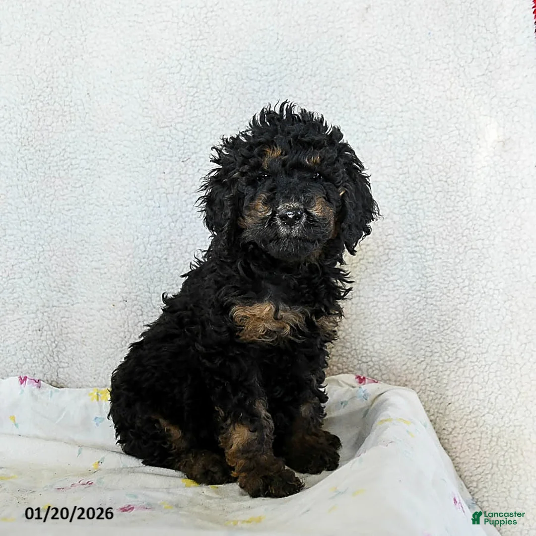 Standard Poodle dogs for sale: Meadow - Ad 1