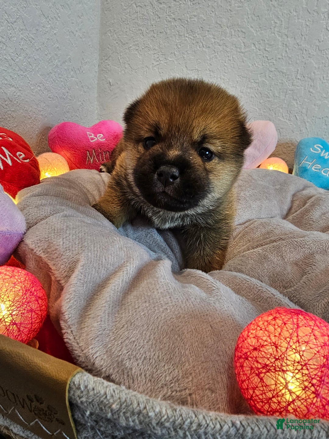 Shiba Inu dogs for sale: Momo - Ad 2