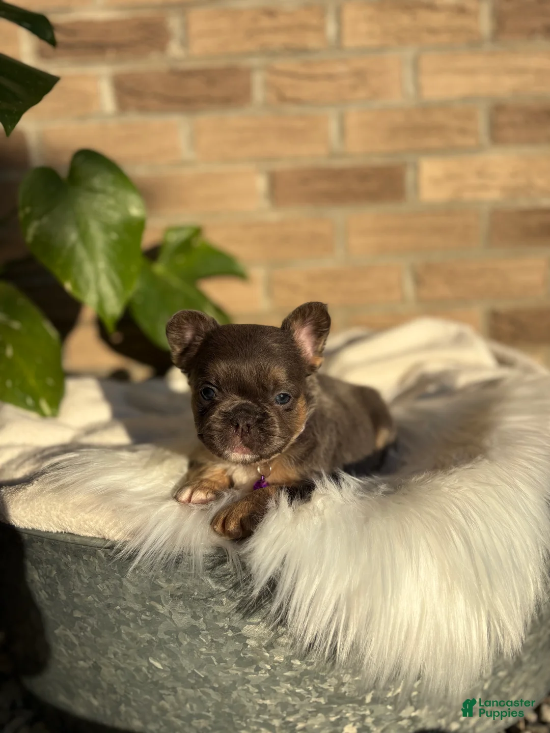 French Bulldog dogs for sale: French Bulldog Puppy 6 - Ad 1