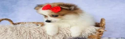Pomeranian dogs for sale: Eric🐾 - Ad 6