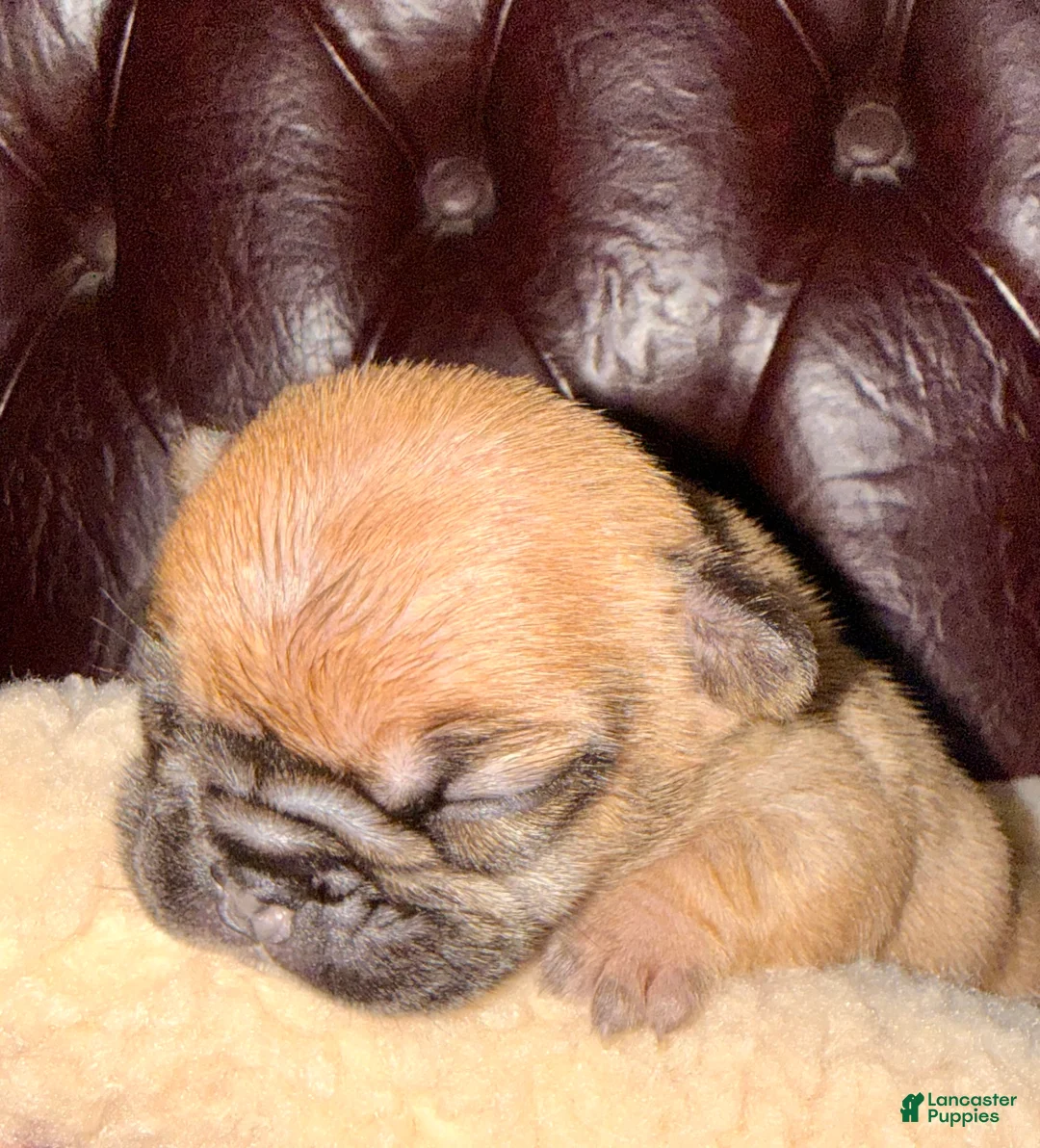 French Bulldog dogs for sale: French Bulldog Puppy 3 - Ad 5