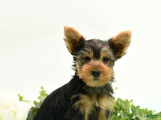 Yorkshire Terrier dogs - Ad 31