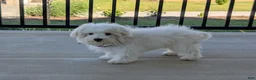 Maltese dogs for sale: Gus 7 lbs Full Grown - Ad 3