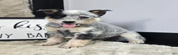 Australian Cattle Dog dogs for sale: Henry - Ad 13
