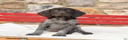 German Shorthaired Pointer dogs for sale: Milkshake - Ad 1