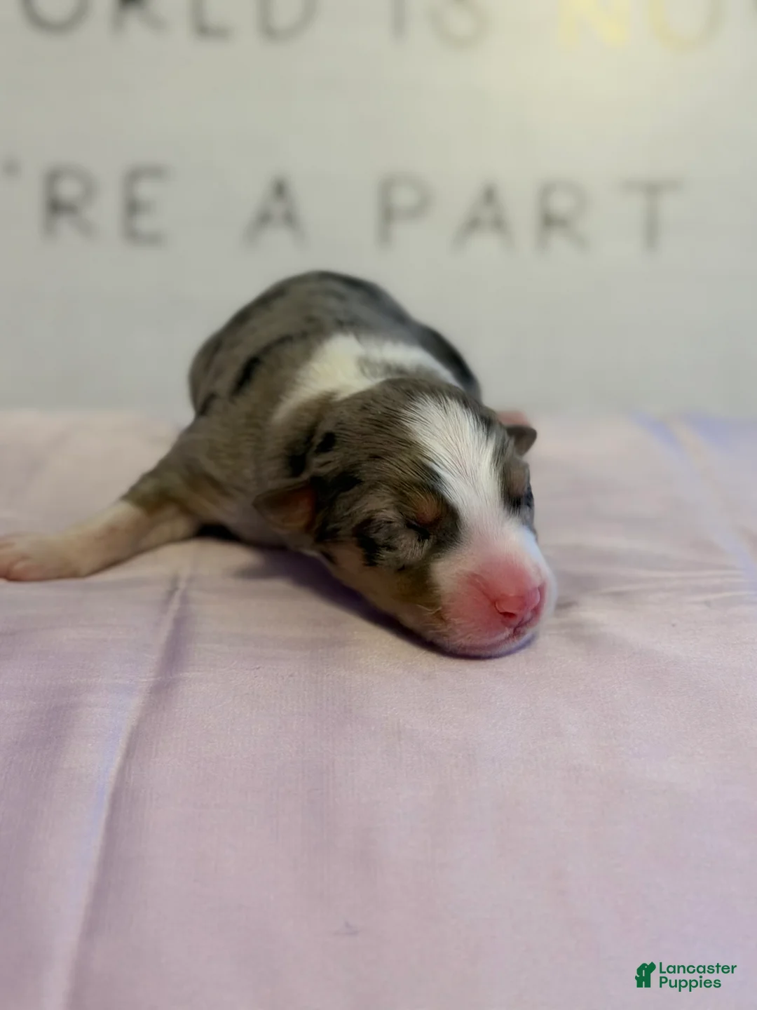 Australian Shepherd dogs for sale: Australian Shepherd Puppy 5 - Ad 2