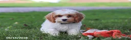 Cavapoochon dogs for sale: Brady - Ad 5
