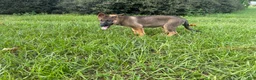 German Shepherd dogs for sale: Daphne - Ad 5