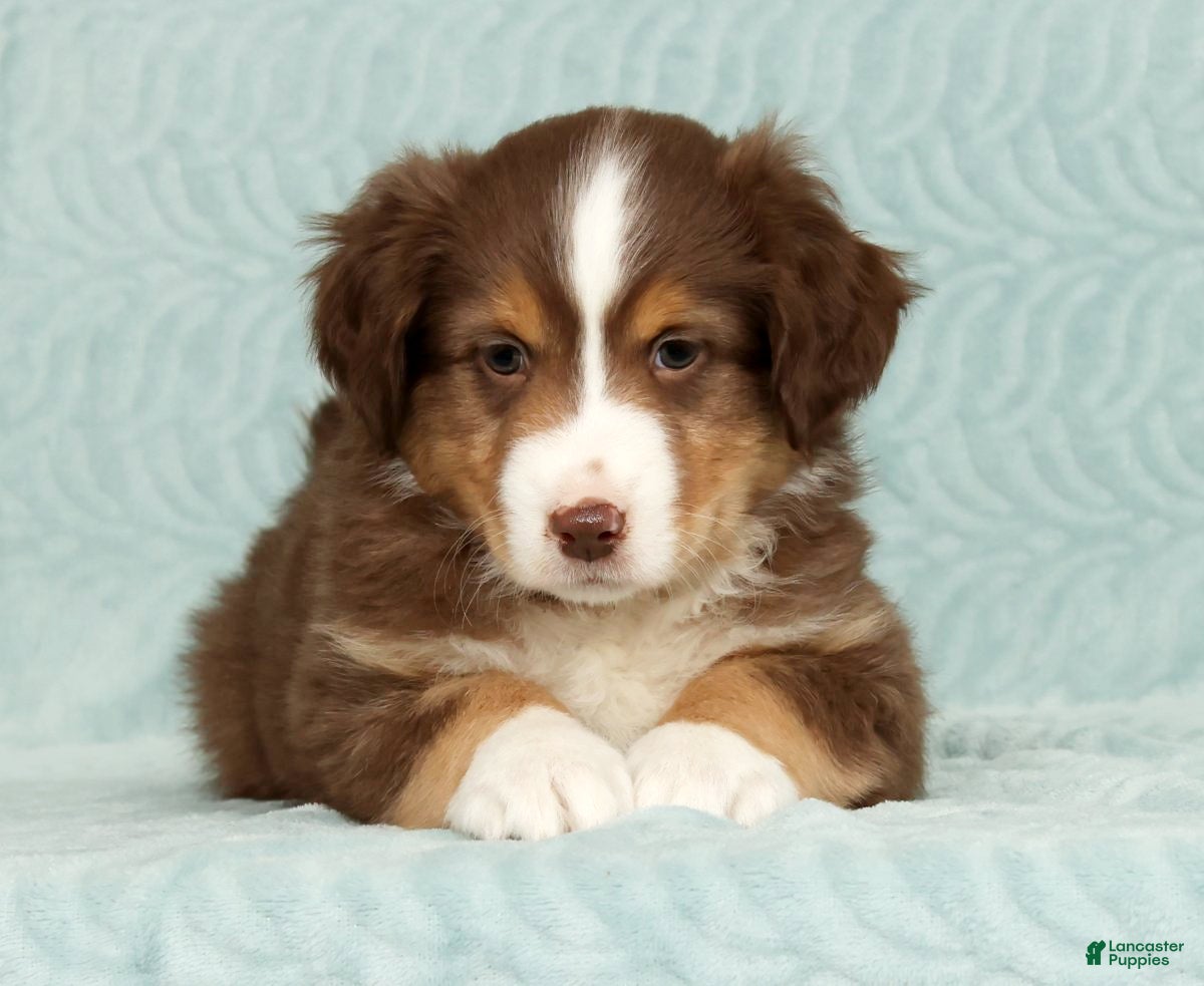 Australian Shepherd dogs Ronnie - Ad 2