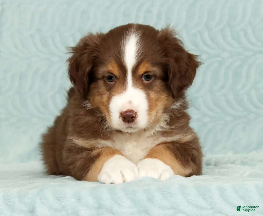 Australian Shepherd dogs for sale: Ronnie - Ad 2