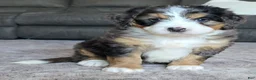 Mini Bernedoodle dogs for sale: Mini Bentley  - Ad 28