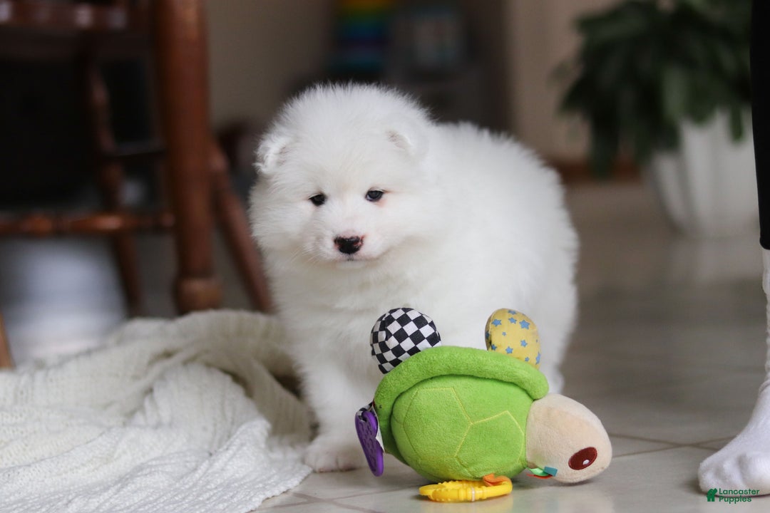 Samoyed dogs for sale: Beth - Ad 9