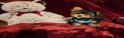 Yorkshire Terrier dogs for sale: TEDDY - Ad 3