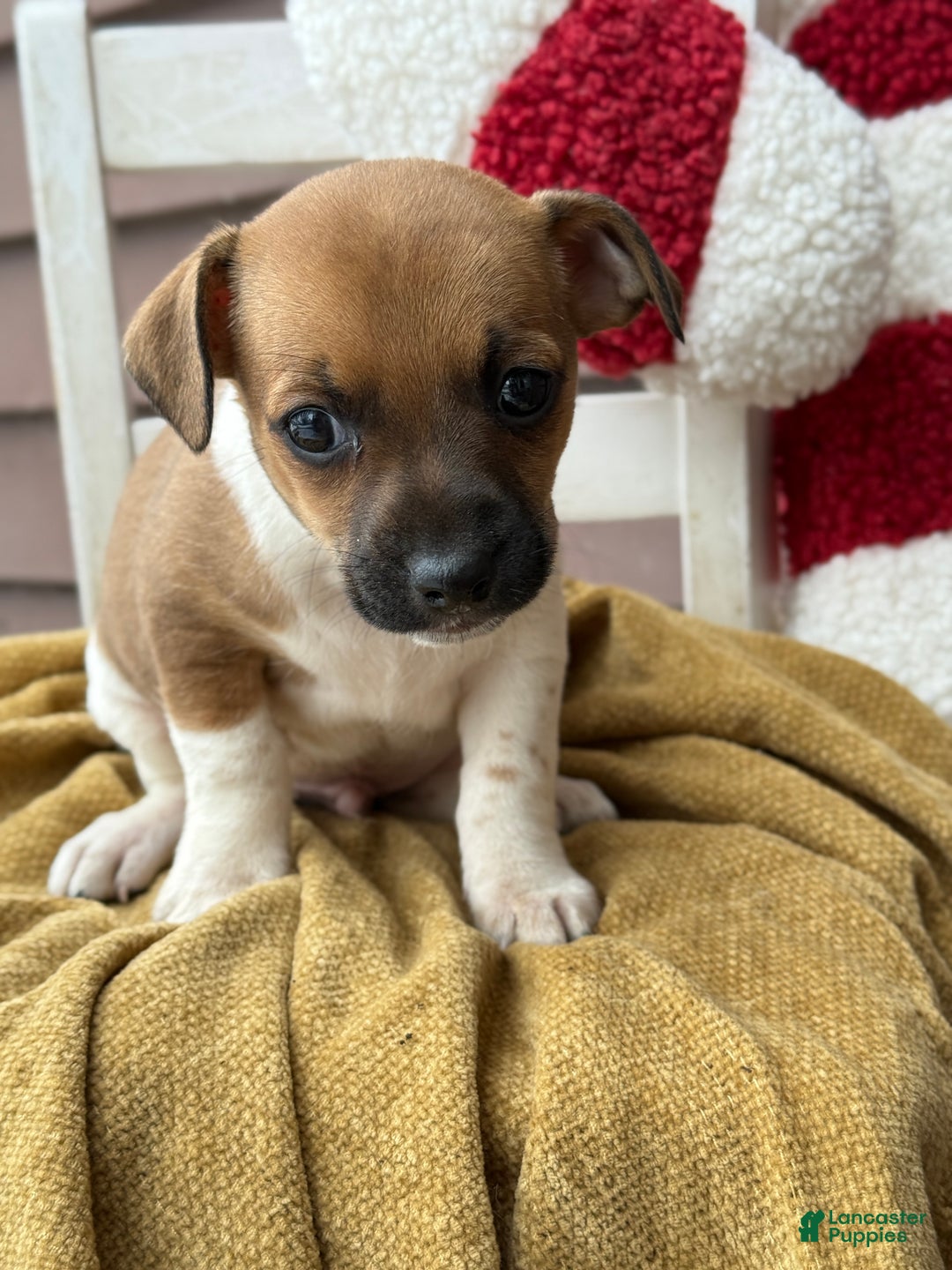 Jack Russell Terrier dogs for sale: Jack Frost - Ad 7